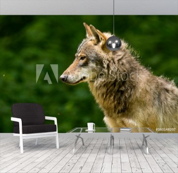 Picture of Grey Wolf Canis lupus 